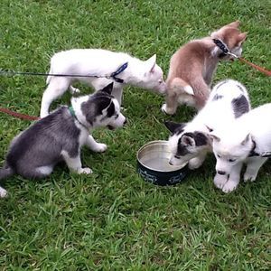 Meet your Posher, Niyi